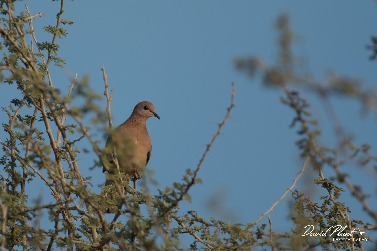 DPPhotography - Oman - Laughing dove - F.jpg - Laughing dove - Khatmat Milahah, Oman