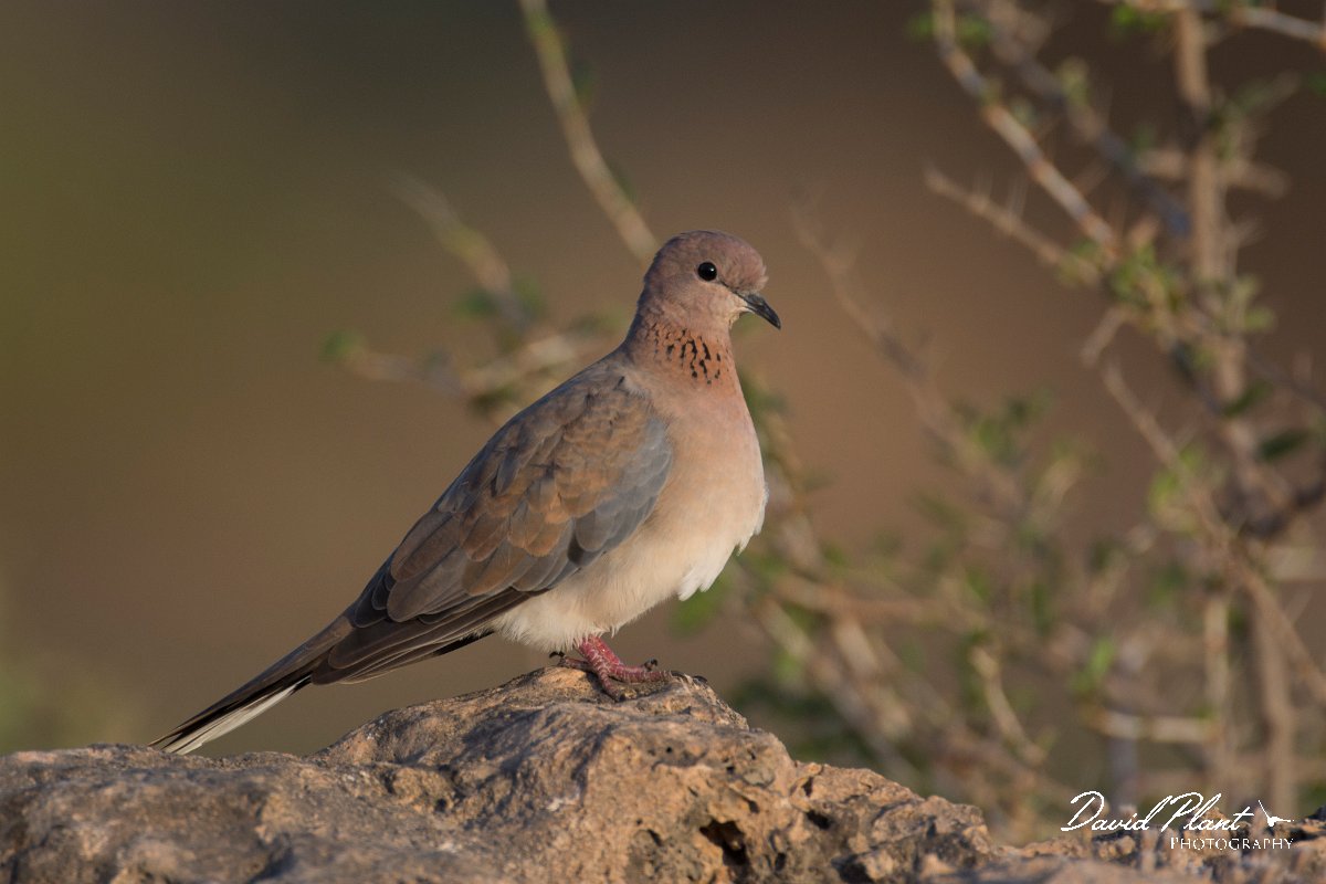 DPPhotography - Oman - Laughing dove - G.jpg - Laughing dove - Khawri Rawri North, Oman