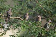 DPPhotography - Oman - Laughing dove - A