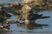 DPPhotography - Oman - Laughing dove - B