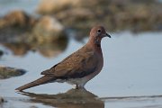 DPPhotography - Oman - Laughing dove - C