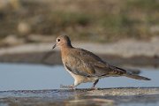DPPhotography - Oman - Laughing dove - D