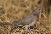 DPPhotography - Oman - Laughing dove - E