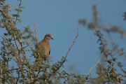 DPPhotography - Oman - Laughing dove - F