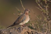 DPPhotography - Oman - Laughing dove - G