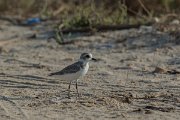 DPPhotography - Oman - Lesser sand-plover - A