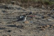 DPPhotography - Oman - Lesser sand-plover - B