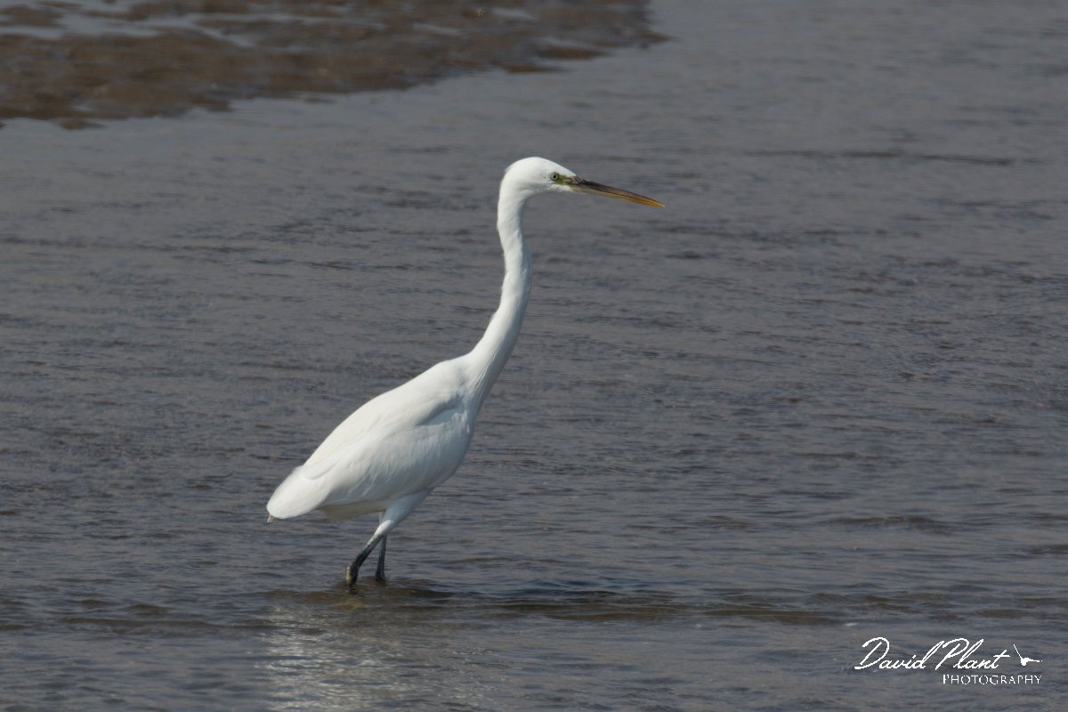 DPPhotography - Oman - Little egret - A.jpg - Little egret - Qurayyat, Oman