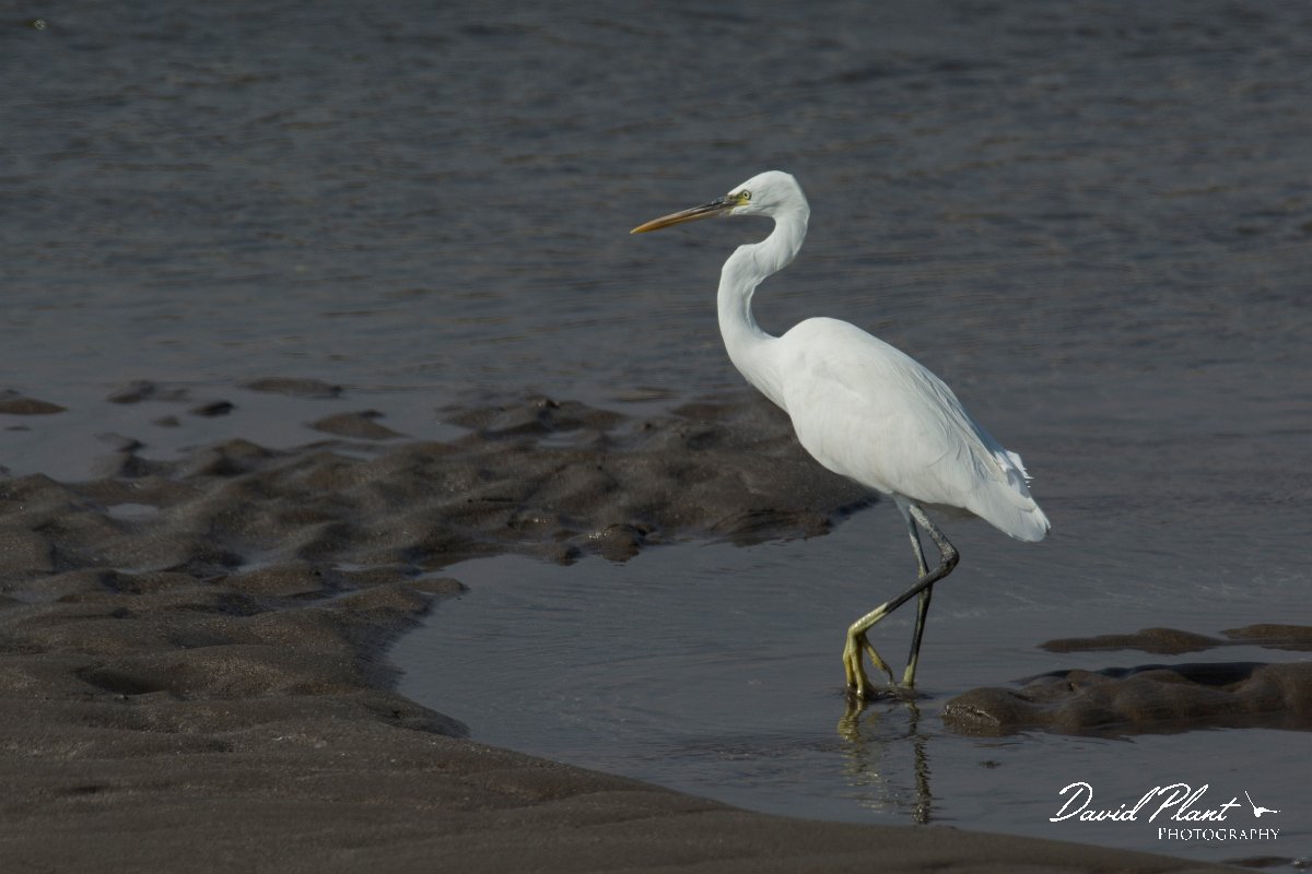 DPPhotography - Oman - Little egret - C.jpg - Little egret - Qurayyat, Oman
