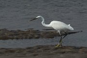 DPPhotography - Oman - Little egret - B