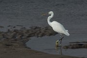 DPPhotography - Oman - Little egret - C