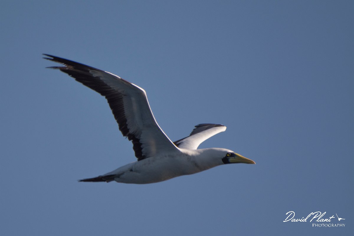 DPPhotography - Oman - Masked booby - A.jpg - Masked booby - Marina Bandar Al Rowdha, Oman