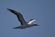 DPPhotography - Oman - Masked booby - A
