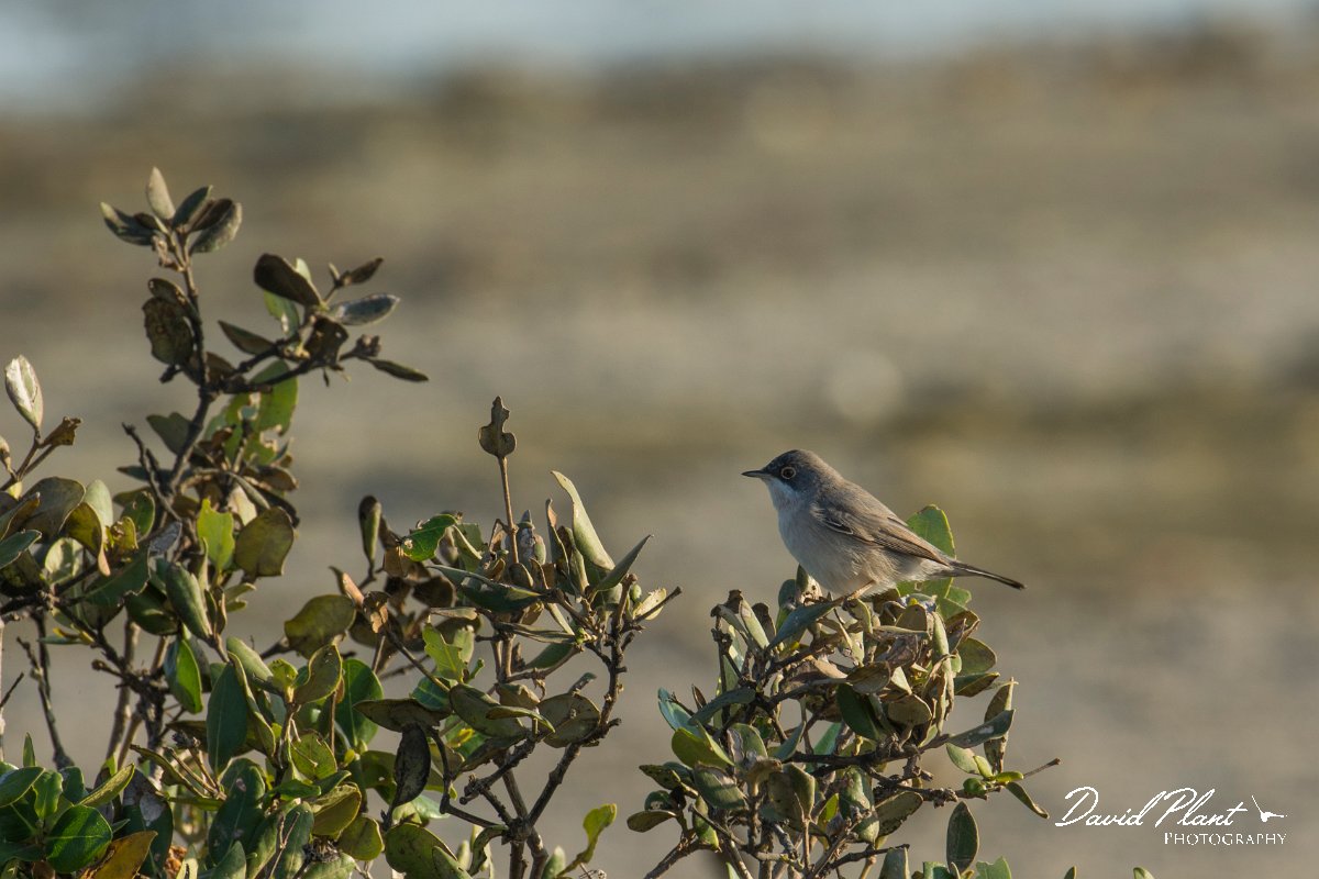 DPPhotography - Oman - Menetries's warbler - A.jpg - Menetries's warbler - Shannah, Oman