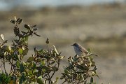 DPPhotography - Oman - Menetries's warbler - A