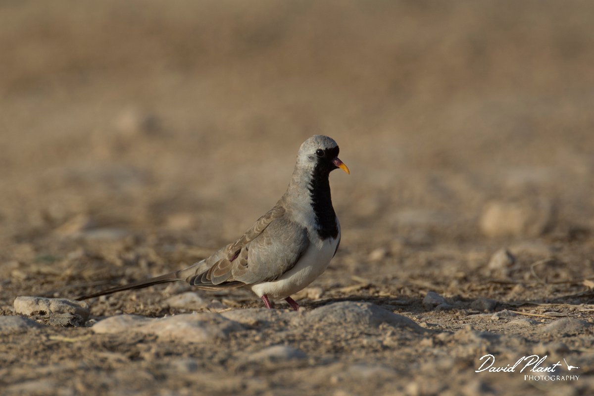 DPPhotography - Oman - Namaqua dove - B.jpg - Namaqua dove, male - Ain Tobruq, Oman