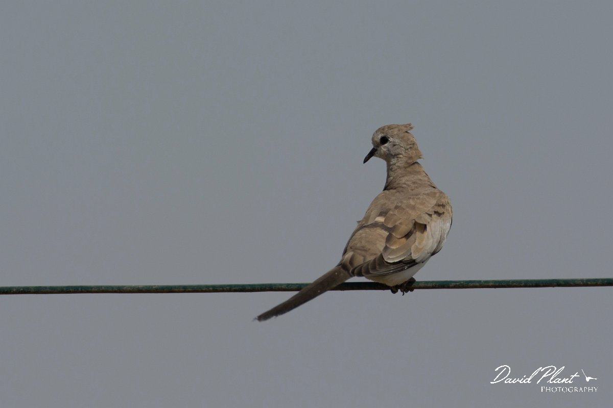 DPPhotography - Oman - Namaqua dove - F.jpg - Namaqua dove, female - Sahnawt farm, Oman