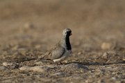DPPhotography - Oman - Namaqua dove - B