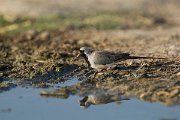 DPPhotography - Oman - Namaqua dove - C
