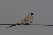 DPPhotography - Oman - Namaqua dove - D