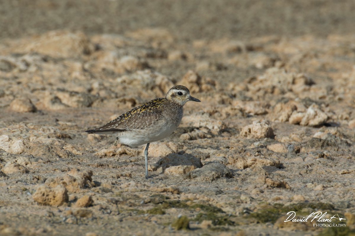 DPPhotography - Oman - Pacific golden plover - B.jpg - Pacific golden plover - Khawr Ghawi, Oman