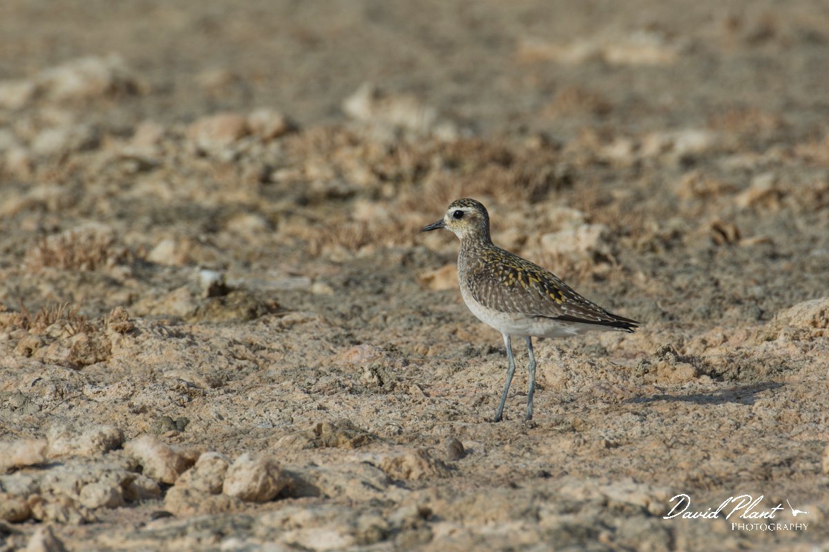 DPPhotography - Oman - Pacific golden plover - C.jpg - Pacific golden plover - Khawr Ghawi, Oman