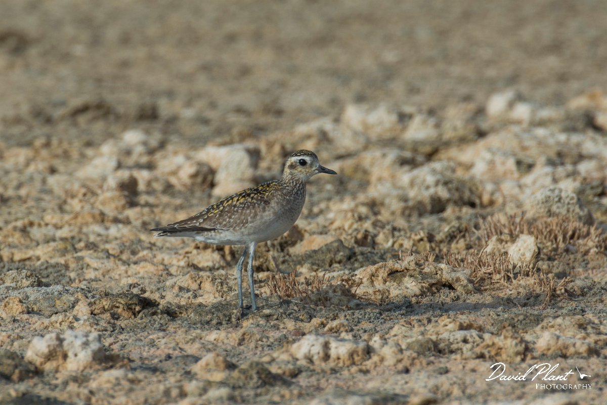 DPPhotography - Oman - Pacific golden plover - D.jpg - Pacific golden plover - Khawr Ghawi, Oman