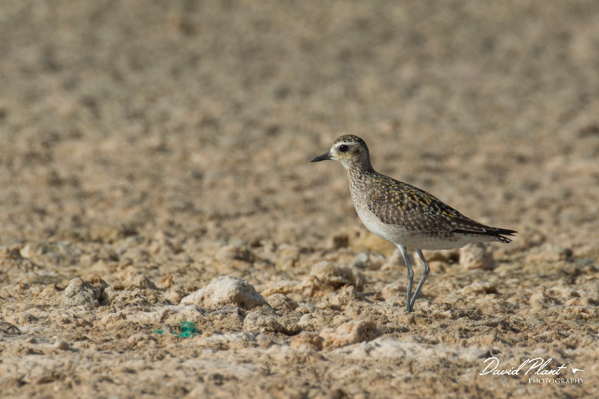 DPPhotography - Oman - Pacific golden plover - E.jpg - Pacific golden plover - Khawr Ghawi, Oman