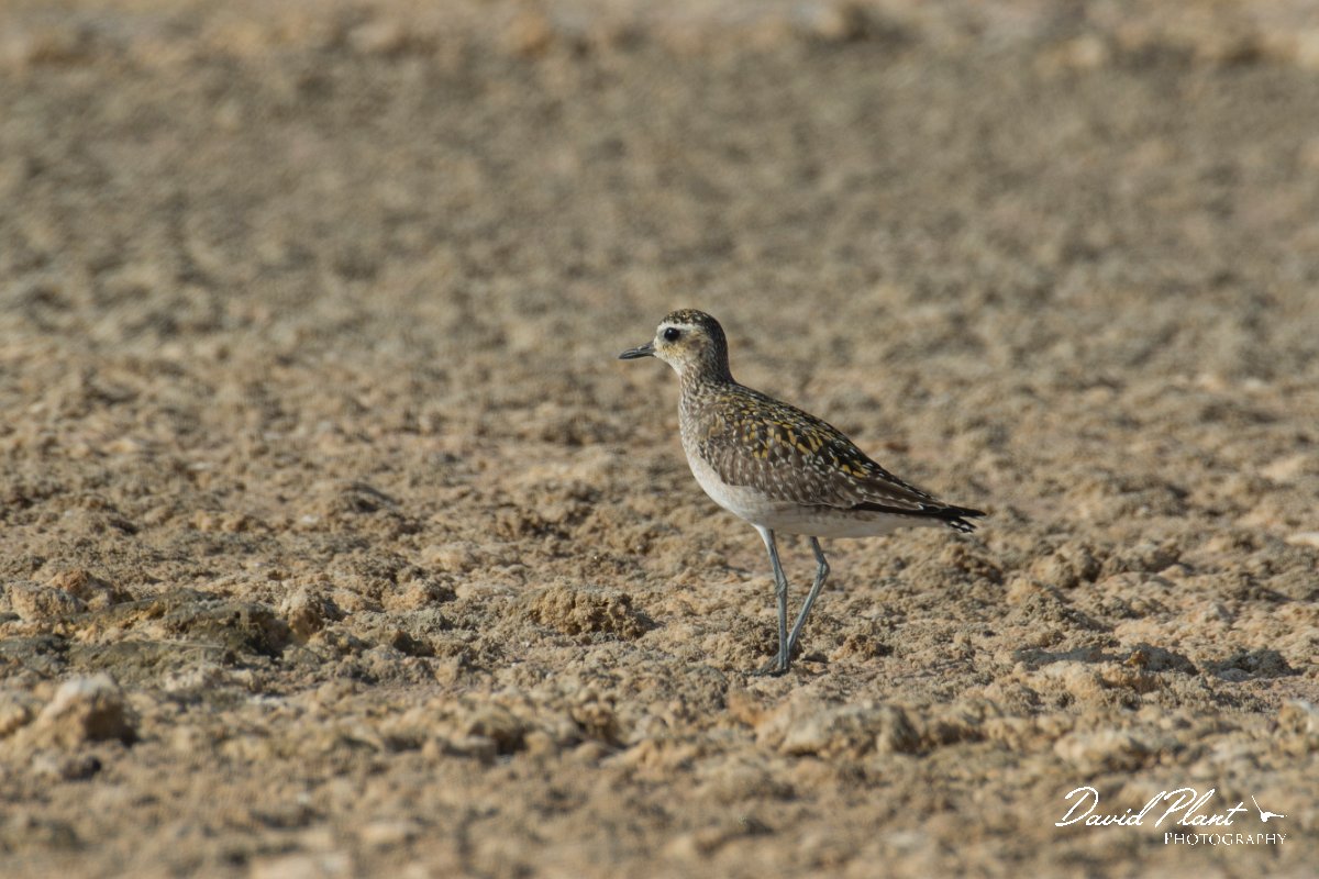 DPPhotography - Oman - Pacific golden plover - F.jpg - Pacific golden plover - Khawr Ghawi, Oman