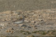 DPPhotography - Oman - Pacific golden plover - A