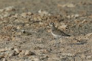 DPPhotography - Oman - Pacific golden plover - C