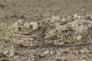 DPPhotography - Oman - Pacific golden plover - D
