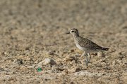 DPPhotography - Oman - Pacific golden plover - E