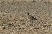 DPPhotography - Oman - Pacific golden plover - F