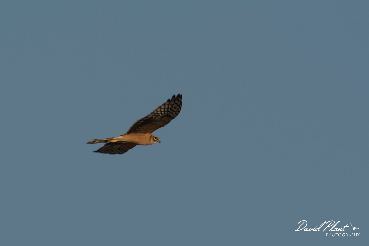 DPPhotography - Oman - Pallid harrier - A.jpg - Pallid harrier - Shannah, Oman