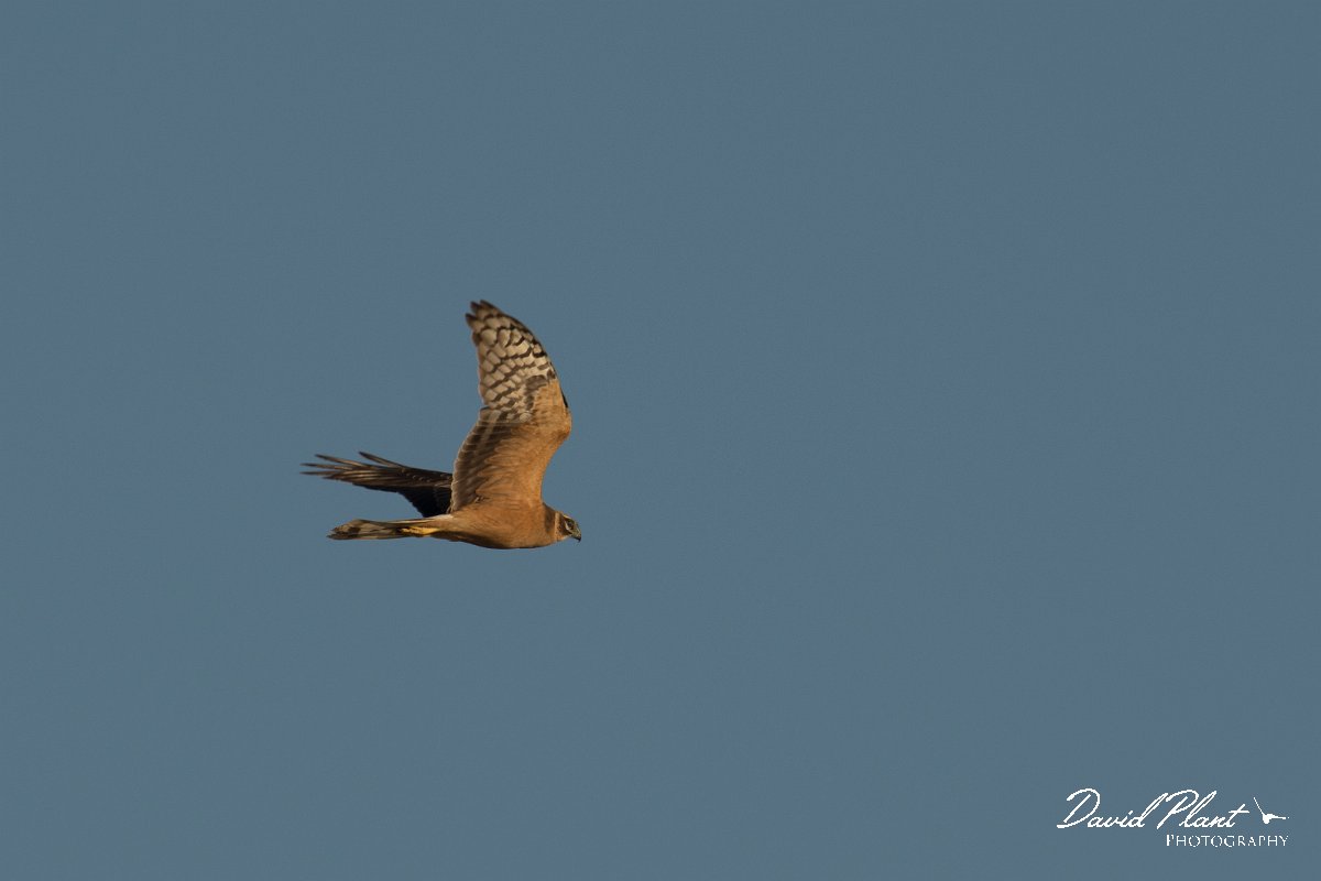 DPPhotography - Oman - Pallid harrier - B.jpg - Pallid harrier - Shannah, Oman