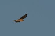 DPPhotography - Oman - Pallid harrier - A