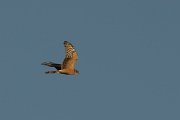 DPPhotography - Oman - Pallid harrier - B
