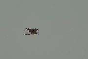 DPPhotography - Oman - Pallid harrier - D