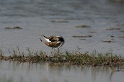 DPPhotography - Oman - Pheasant-tailed jacana - A
