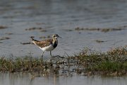 DPPhotography - Oman - Pheasant-tailed jacana - B