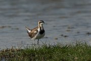 DPPhotography - Oman - Pheasant-tailed jacana - D