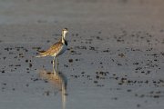 DPPhotography - Oman - Pheasant-tailed jacana - E