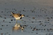 DPPhotography - Oman - Pheasant-tailed jacana - H