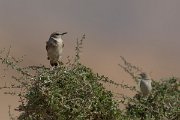 DPPhotography - Oman - Red-tailed wheatear - A