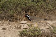 DPPhotography - Oman - Red-wattled lapwing - A