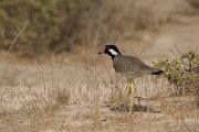 DPPhotography - Oman - Red-wattled lapwing - C