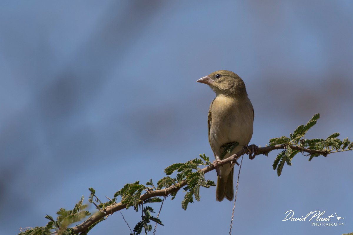 DPPhotography - Oman - Ruppell's weaver - A.jpg - Ruppell's weaver - Wadi Darbat, Oman