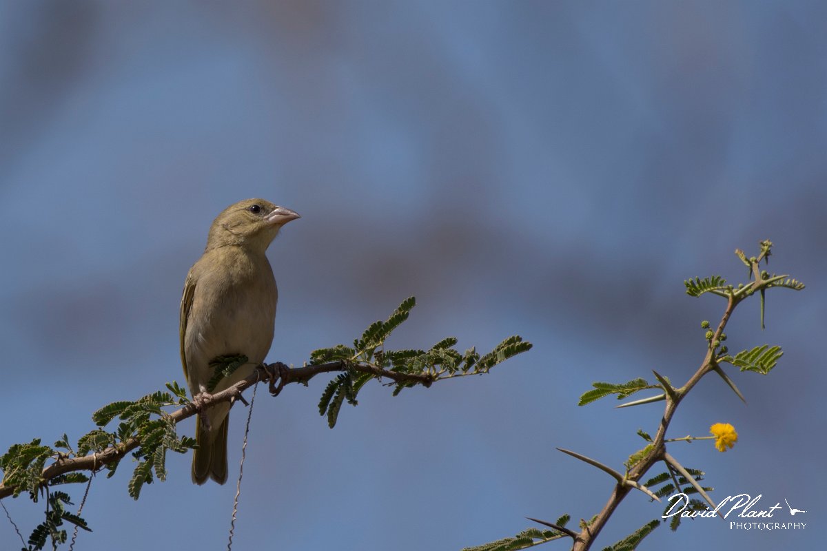 DPPhotography - Oman - Ruppell's weaver - B.jpg - Ruppell's weaver - Wadi Darbat, Oman
