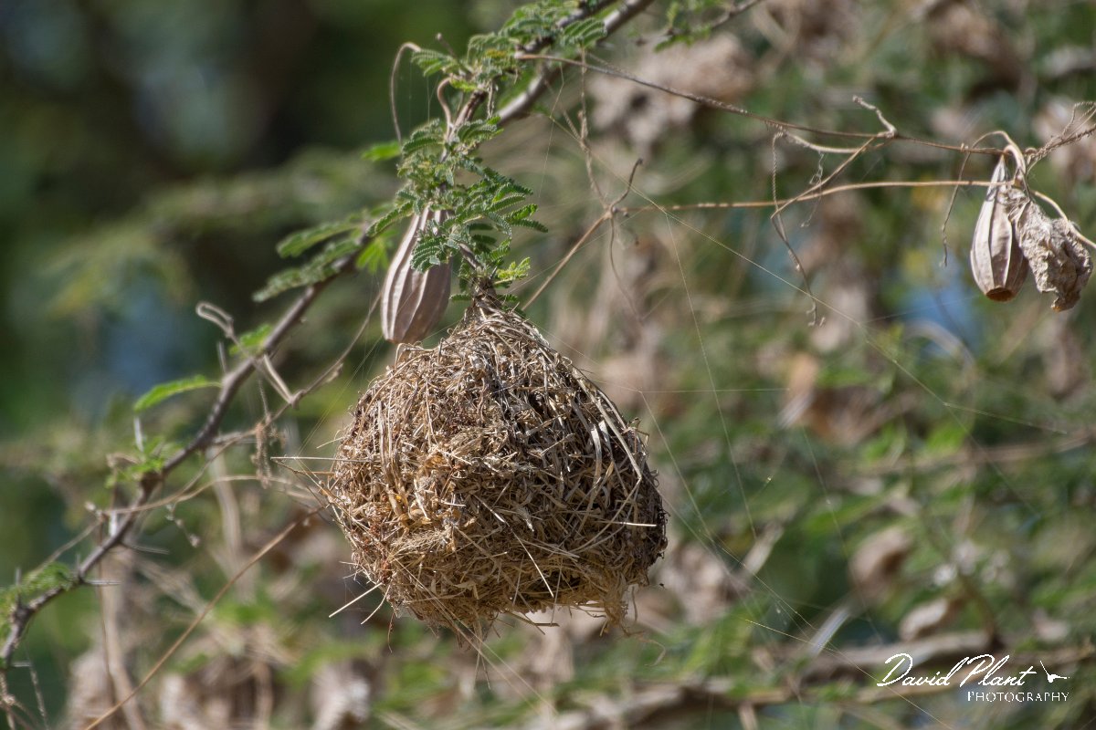 DPPhotography - Oman - Ruppell's weaver - C.jpg - Ruppell's weaver nest - Wadi Darbat, Oman
